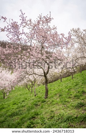 Blooming branches covered flowers, Prague in spring time. Flowering apple park Petrin in sun light. High quality photo. High quality photo