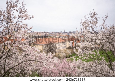 Blooming branches covered flowers, picturesque cityscape Prague in spring time. Flowering apple park Petrin in sun light. High quality photo. High quality photo