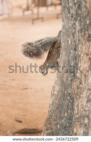 hungry fluffy grey squirrel climbing down the tree trunk 