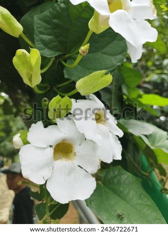 
The thunbergia plant has white flowers that grow in vines.