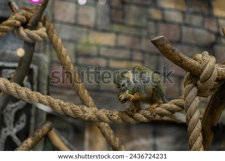 The Saimiri monkey sits on a branch in its natural habitat and eats a green fruit. A concept for a zooexotarium, nature, zoo, pet store, safari, travel agency. Royalty-Free Stock Photo #2436724231