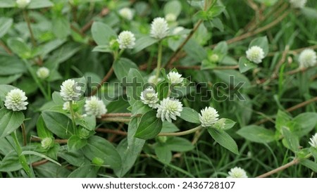 Gomphrena celosioides Mart flower, Flower white and Gomphrena weed in the forest