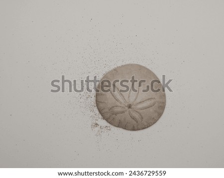 Complete round intact sand dollar with sand on isolated white background Royalty-Free Stock Photo #2436729559
