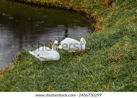 Birds in the park pond. The elegance of nature. Two white swans are swimming in a pond. Two swans on the shore of the lake. Two white swans by a pond in the green grass on a cloudy day.  Royalty-Free Stock Photo #2436730299