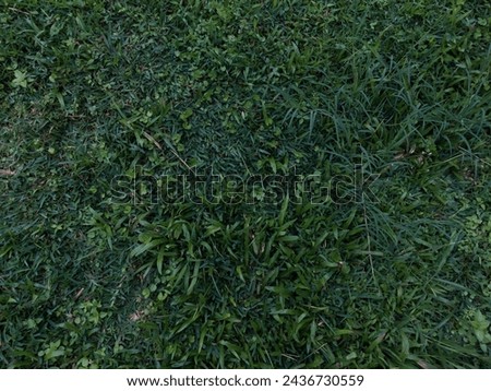 wet green grass texture background