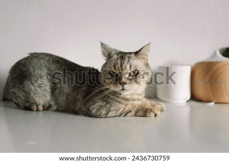 Portrait of a beautiful cat. Cute Cat Portrait. Happy Pet. Gray Scottish Straight cat sleeping.Home scene Royalty-Free Stock Photo #2436730759