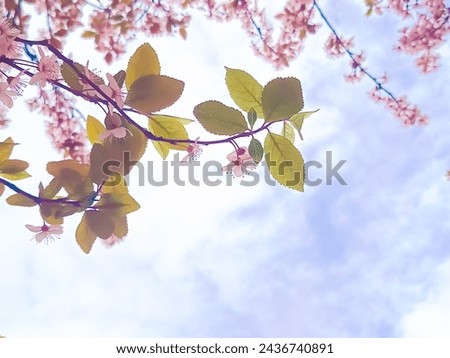 Pink tree blossoms on a blue sky with clouds, glowy, vibrant, colorful, cartoon like, fairytale like , fantasy edit