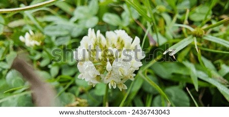 Wild white clover Trifolium Alexandrinum
