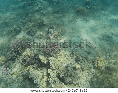 fish and life under the sea, turtle