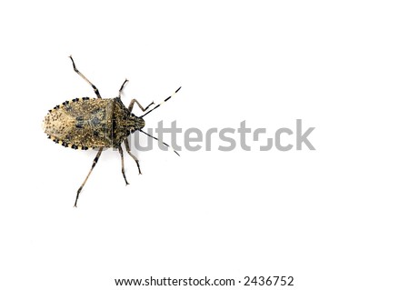 a housebug crawling isolated on white background