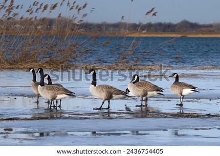 migrating barnacle goose and baby  Royalty-Free Stock Photo #2436754405