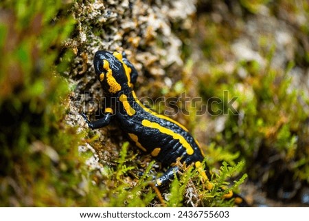 Fire salamander (Salamandra salamandra) is a well known salamander species. Macro close up of black and yellow amphibian in wet green moss near “Urbacher Wasserfall“ cascade in Germany on a rainy day.