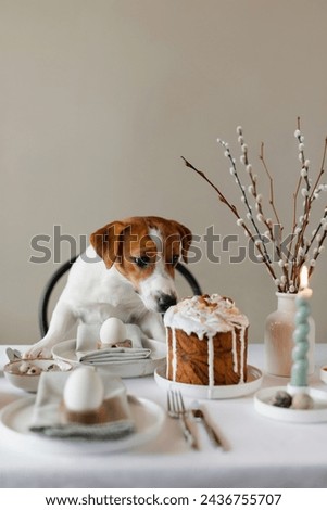 Happy Easter! Cute Jack Russell Terrier dog sitting at served Easter table indoors. Easter table decoration with eggs, Easter cake and willow branches in vase Royalty-Free Stock Photo #2436755707