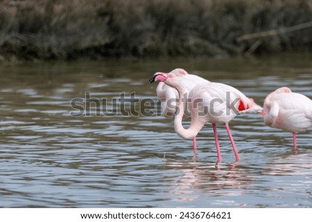 flamingo bird that lives on the beaches and marshes of europe po delta regional park italy