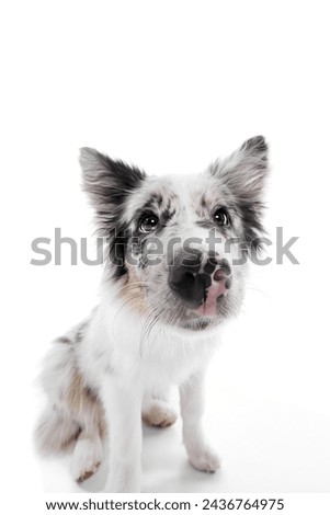 Curious, playful purebred Border Collie puppy looking at camera against white studio background. View from above. Concept of pet lover, animal life, grooming and veterinary. Copy space