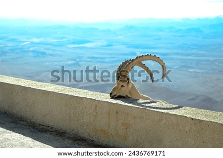 Mitzpe Ramon, an amazing animal Royalty-Free Stock Photo #2436769171