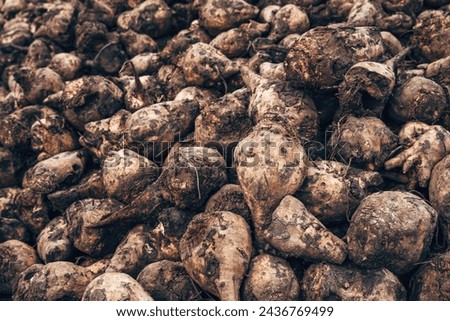 Harvested sugar beet root crops in the field, selective focus Royalty-Free Stock Photo #2436769499