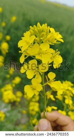 Mustard flower yellow colour and green stem in potrait mode with wheat greeny background.
