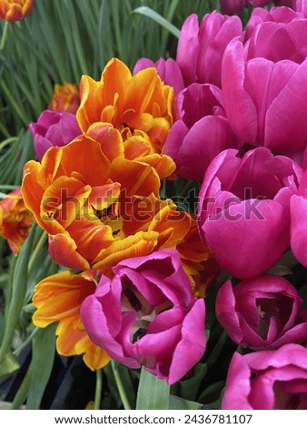 Pink tulips, green leaves and flower fest