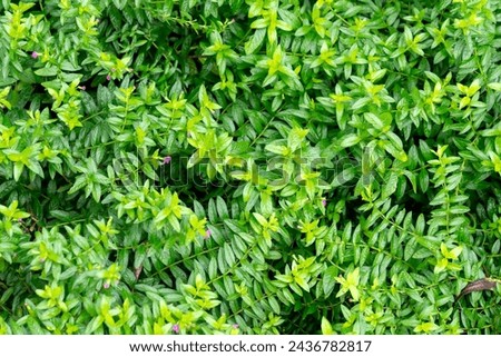 Beautiful false heather with neautiful purple flowers, also known as Cuphea hyssopifolia Mexican heather, Hawaiian heather or elfin herb. Excellent for ground cover. Royalty-Free Stock Photo #2436782817
