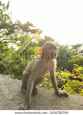 This is the picture of a baby monkey looking at the people around it 