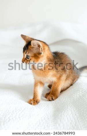 Small little newborn kitty, wild-colored kittens of Abyssinian cat breed lie, sleep sweetly on soft white blanket in bed. Funny fur fluffy kitty at home. Cute pretty brown red pet pussycat, blue eyes. Royalty-Free Stock Photo #2436784993