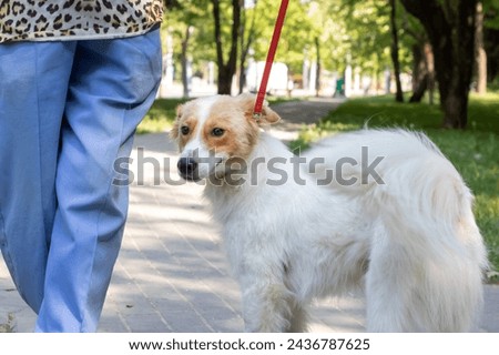 White fluffy dog on a background of flowers close up