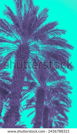 Two palm trees against blue sky.  Silhouette of tall palm trees. Tropical evening landscape.  Beautiful tropic nature. Vertical banner Royalty-Free Stock Photo #2436788321