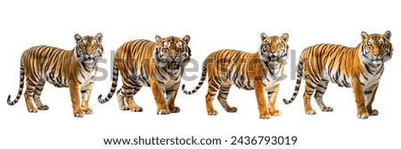 tiger with multiple facial expressions and white background