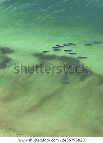 School of manatee out in the sea