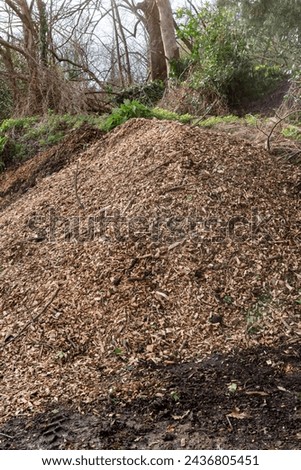 A large wood chips heap used for biomass solid fuel and organic mulch in gardening. Mulching with wood chips conserves and retains soil moisture, reduces weeds in flower and vegetable beds. Royalty-Free Stock Photo #2436805451