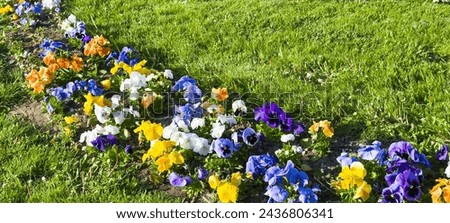 Beautiful colorful pansies in the garden. Vivid pansy flowers at the spring flowerbeds. Wide photo.