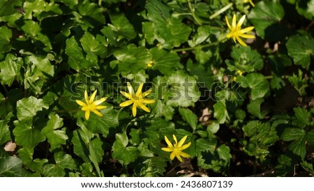 Lesser celandine (Ranunculus ficaria), yellow wild flower in the undergrowth. Late winter season