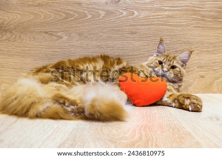 Young red cat of Maine Coon breed lying with red plush heart on wooden background. Portrait of beautiful ginger pet with fairy tail looking at camera. Love and happy Valentine's day concept.