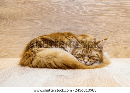 Young red cat of Maine Coon breed sleeping on wooden background. Portrait of beautiful ginger pet with fairy tail. Pets protection, welfare, health care, veterinary concept. Selective focus.