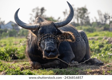 water buffalo lies in the grass near Hoi An in Vietnam