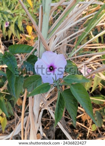 The picture of a flower amidst the herbs in the forest of the Nile River during the month of Ramadan in high resolution