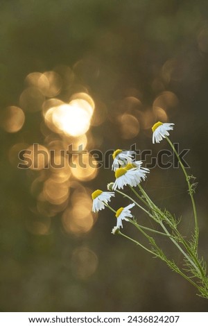 Scentless false mayweed blooming on an autumn evening on a fallow land in rural Estonia, Northern Europe Royalty-Free Stock Photo #2436824207