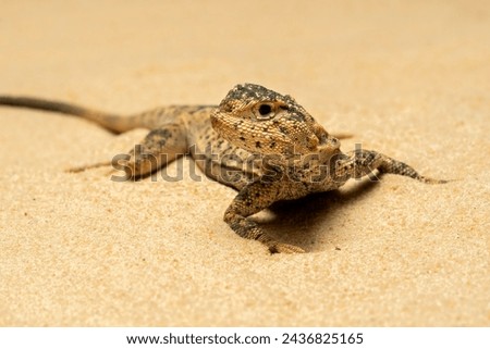 Toad-headed Agama or Secret Toadhead Agama (Phrynocephalus mystaceus) is a species of agamid lizard. 