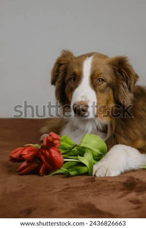 A charming Australian Shepherd lies at home on a brown blanket with a bouquet of spring red flowers. Dog with tulips wishes happy birthday, women's Day, Valentine's Day. Greeting card with pet