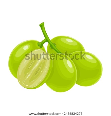 Vector illustration, muscat grapes, isolated white background. Royalty-Free Stock Photo #2436834273
