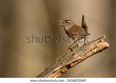Singing Eurasian Wren perching on a piece of dead wood. The Eurasian wren (Troglodytes troglodytes) or northern wren is a very small insectivorous bird. Royalty-Free Stock Photo #2436835069