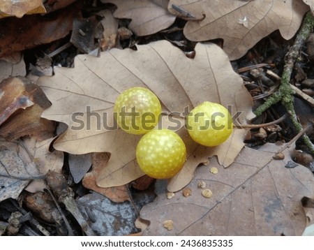 Dry oak tree leaves with yellow oak galls or oak apples lying on the ground. Seasonal forest picture.