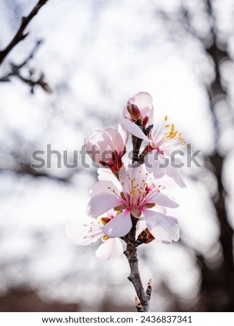 Spring blossom background. Beautiful nature scene with blooming tree. Sunny day. Spring flowers. Beautiful Orchard. Abstract blurred background. Springtime