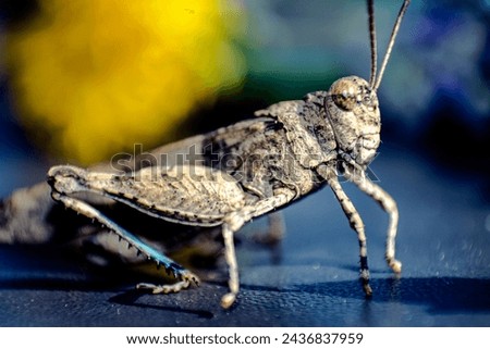 Close up picture of grasshopper 