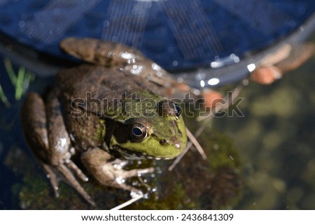 up close image of a frog Royalty-Free Stock Photo #2436841309