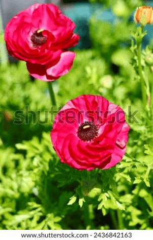 Bright red poppy flowers growing in the garden