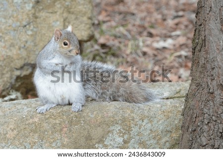 cute little squirrel waiting for a snack