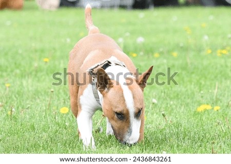Bull terrier dog standing in a field on a bright sunny day
