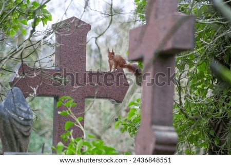 Red squirrel at the cross at the cemetery 